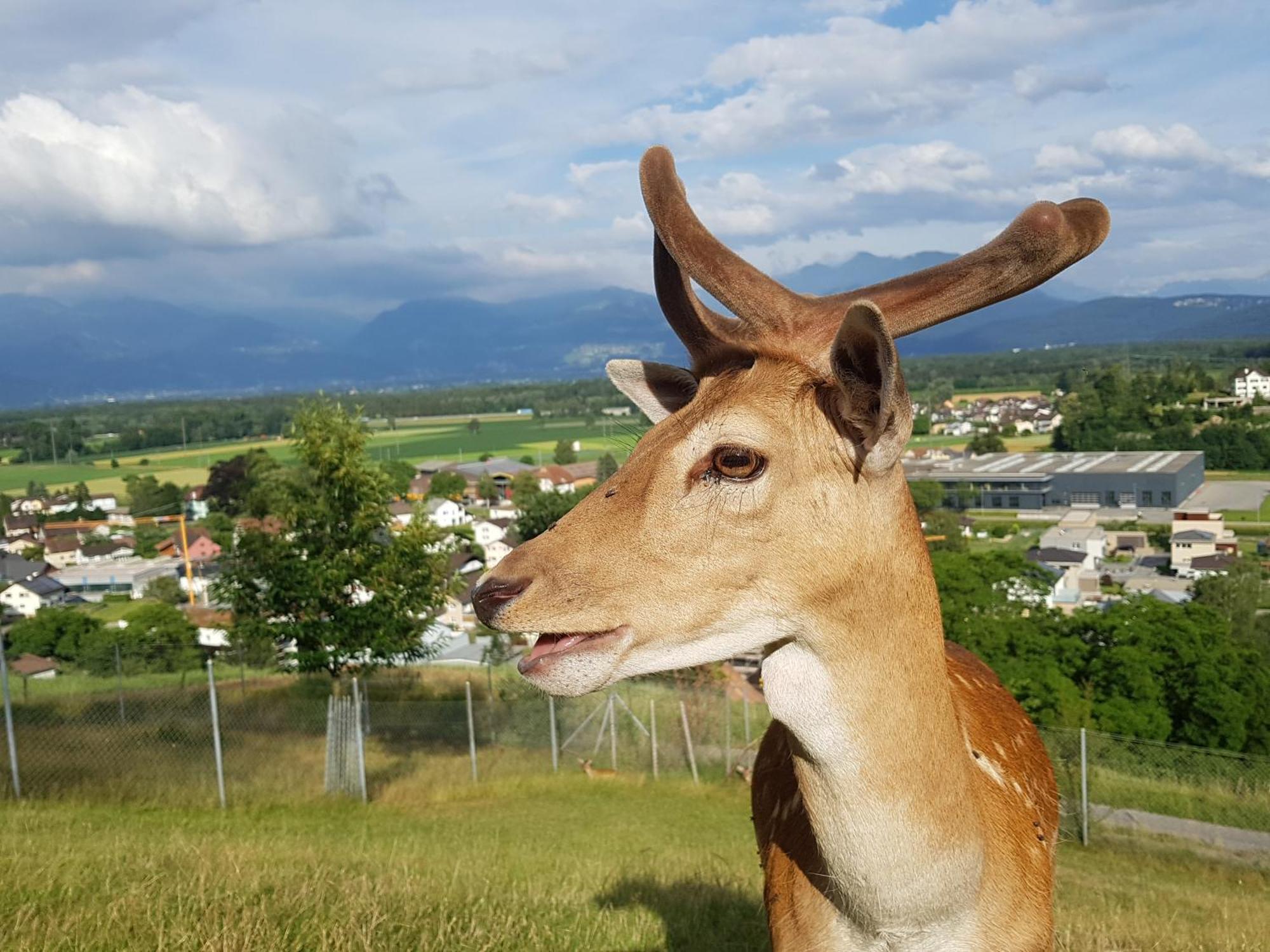 Filipponi'S Traeumli Lägenhet Ruthi Exteriör bild